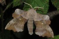 Laothoe populi