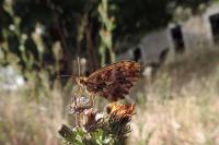 Boloria dia