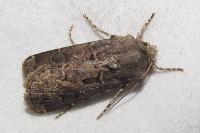 Agrotis bigramma