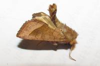Hydraecia micacea