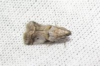 Acrobasis sp (glaucella/falouella)