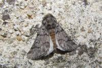 Thaumetopoea pityocampa