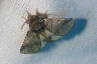 Thaumetopoea processionea
