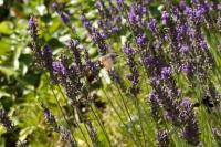 Macroglossum stellatarum