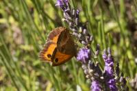 Pyronia tithonus