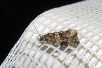 Celypha lacunana