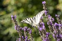 Iphiclides podalirius