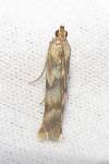Homoeosoma sinuella