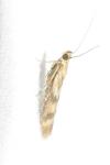Homoeosoma sinuella