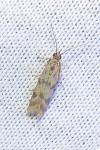 Homoeosoma sinuella