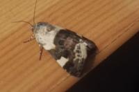 Acontia lucida