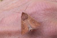 Mythimna albipuncta