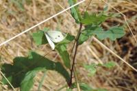 Pieris rapae