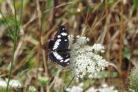 Limenitis reducta