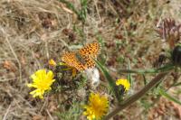 Boloria dia
