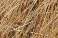 Coenonympha pamphilus
