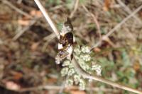 Acontia lucida