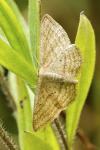 Scopula virgulata