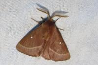 Lasiocampa trifolii