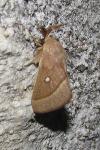 Lasiocampa trifolii