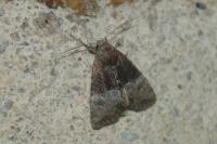 Mesoligia furuncula