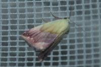 Eublemma purpurina