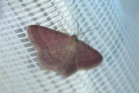 Scopula rubiginata