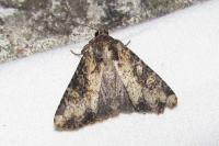 Mesapamea secalella/secalis