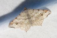 Macaria alternata