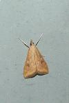 Udea ferrugalis