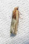 Eucosma