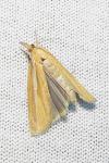 Agriphila tristella