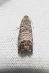 Cydia pomonella