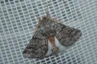 Thaumetopoea pityocampa