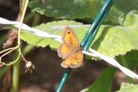 Pyronia tithonus