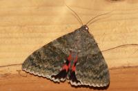 Catocala elocata