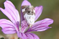 Acontia lucida
