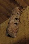 Eugnorisma glareosa