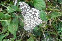 Chiasmia clathrata