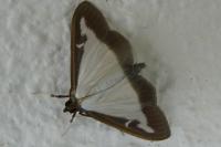 Cydalima perspectalis