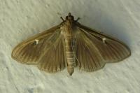 Cydalima perspectalis