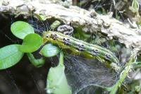 Cydalima perspectalis