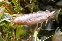 Cydalima perspectalis