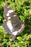 Limenitis reducta