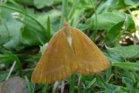 Lythria purpuraria