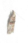 Nephopterix angustella