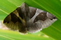 Dysgonia algira