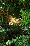 Hemaris fuciformis
