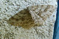Ectropis crepuscularia