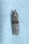 Nephopterix angustella